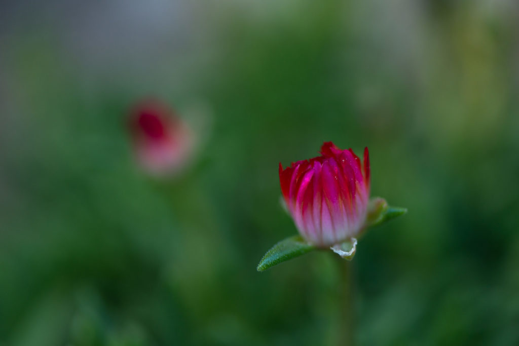 Lucille_Galleli-Floral _2020_4421