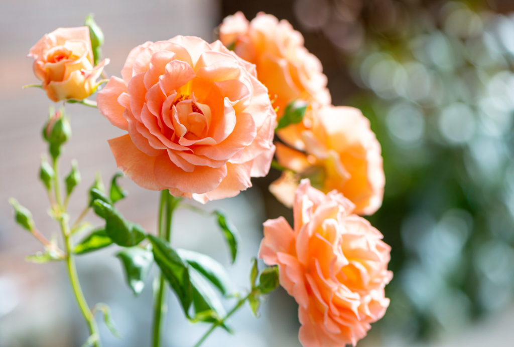 Lucille_Galleli-Floral _2020_4912