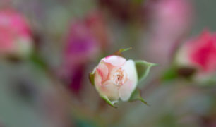 Lucille_Galleli-Floral _2020_4976