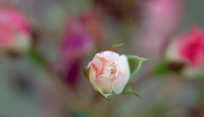 Lucille_Galleli-Floral _2020_4976