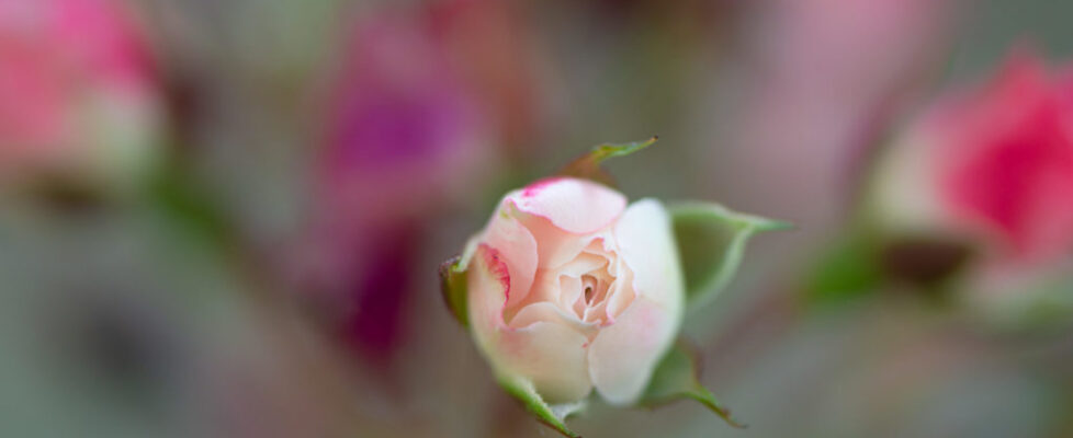 Lucille_Galleli-Floral _2020_4976