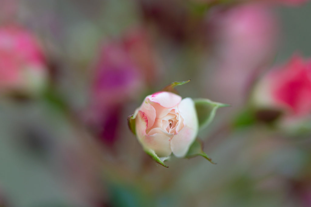 Lucille_Galleli-Floral _2020_4976