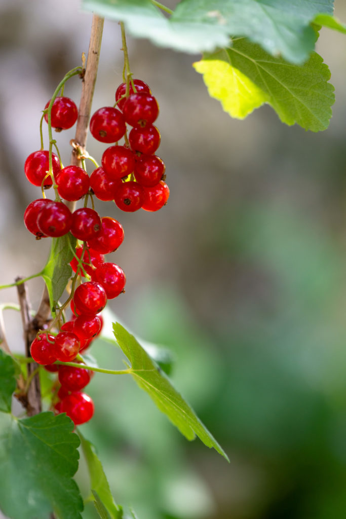 Lucille_Galleli-Floral _2020_5000