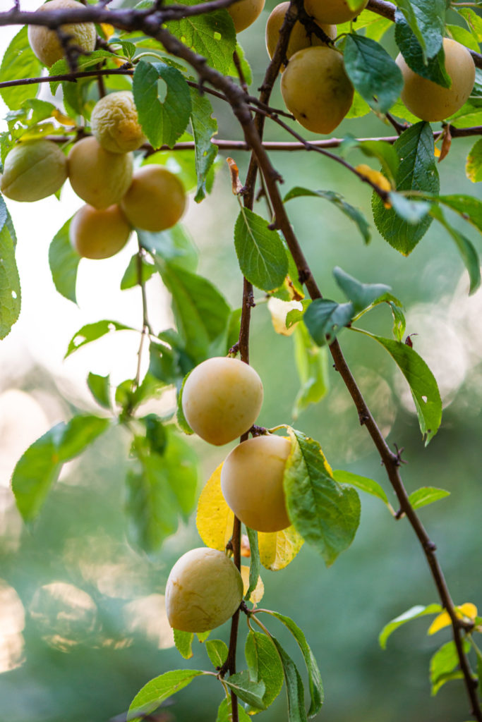 Lucille_Galleli-Floral _2020_5830