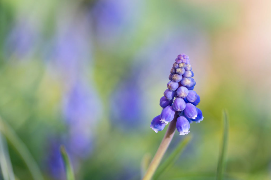 Lucille_Galleli-Floral _2020_7100