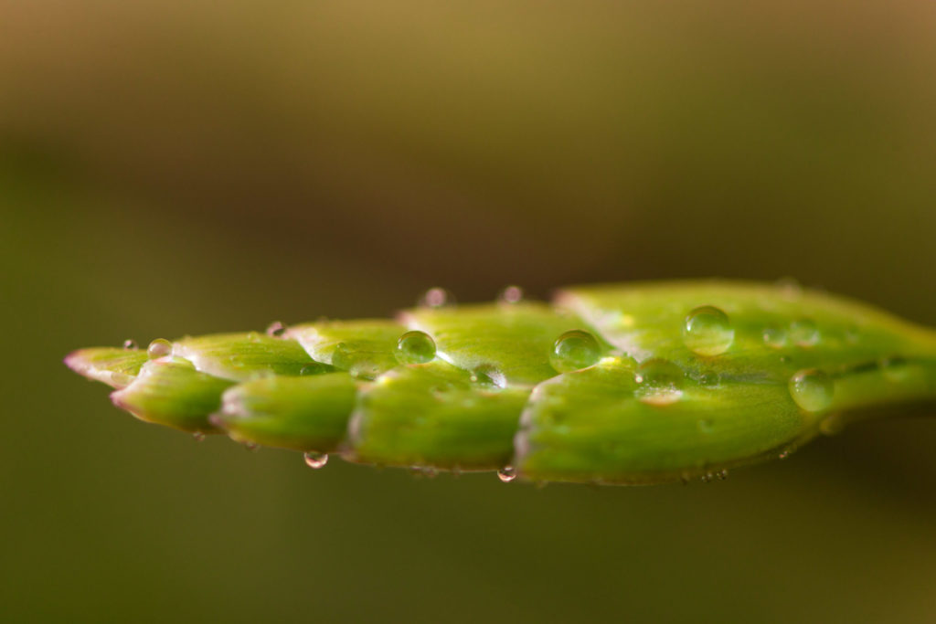 Lucille_Galleli-Floral _2020_7117