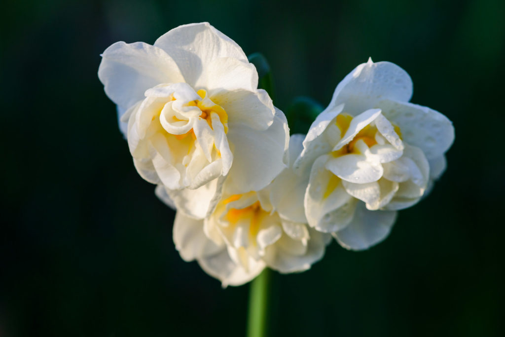 Lucille_Galleli-Floral _2020_7867