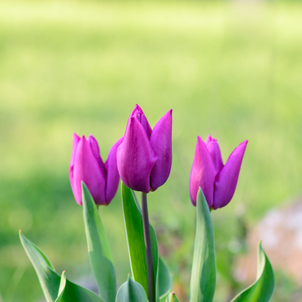 Lucille_Galleli-Floral _2020_7918