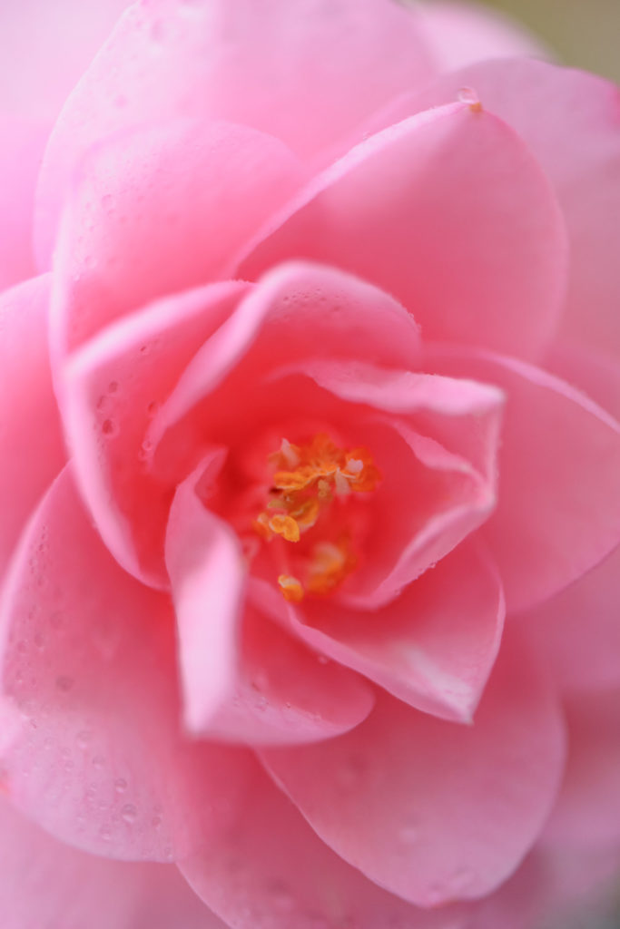 Lucille_Galleli-Floral _2020_8034