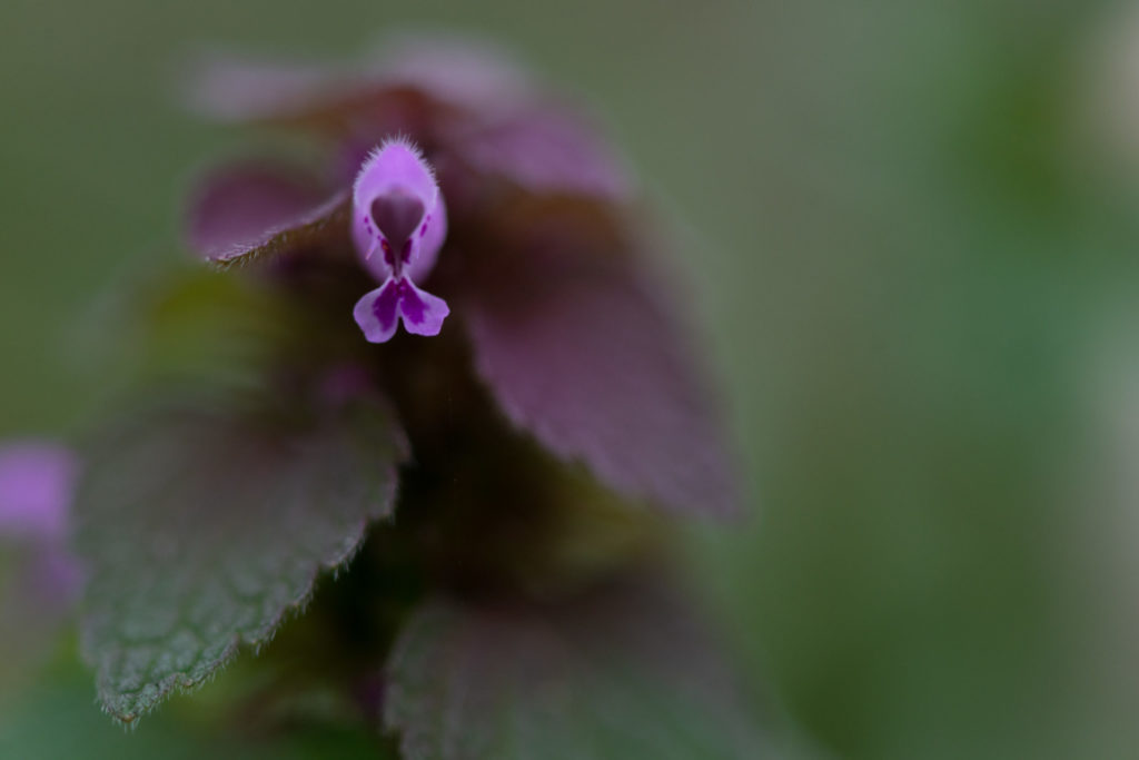 Lucille_Galleli-Floral _2020_8233