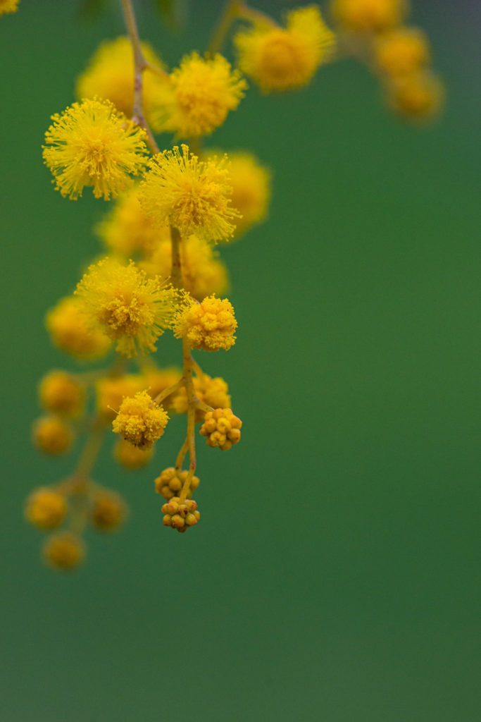 Lucille_Galleli-Floral _2020_8327