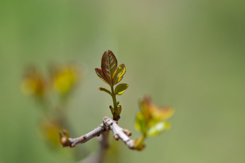 Lucille_Galleli-Floral _2020_8491