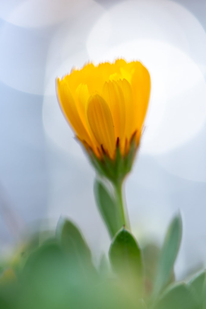 Lucille_Galleli-Floral _2020_8522