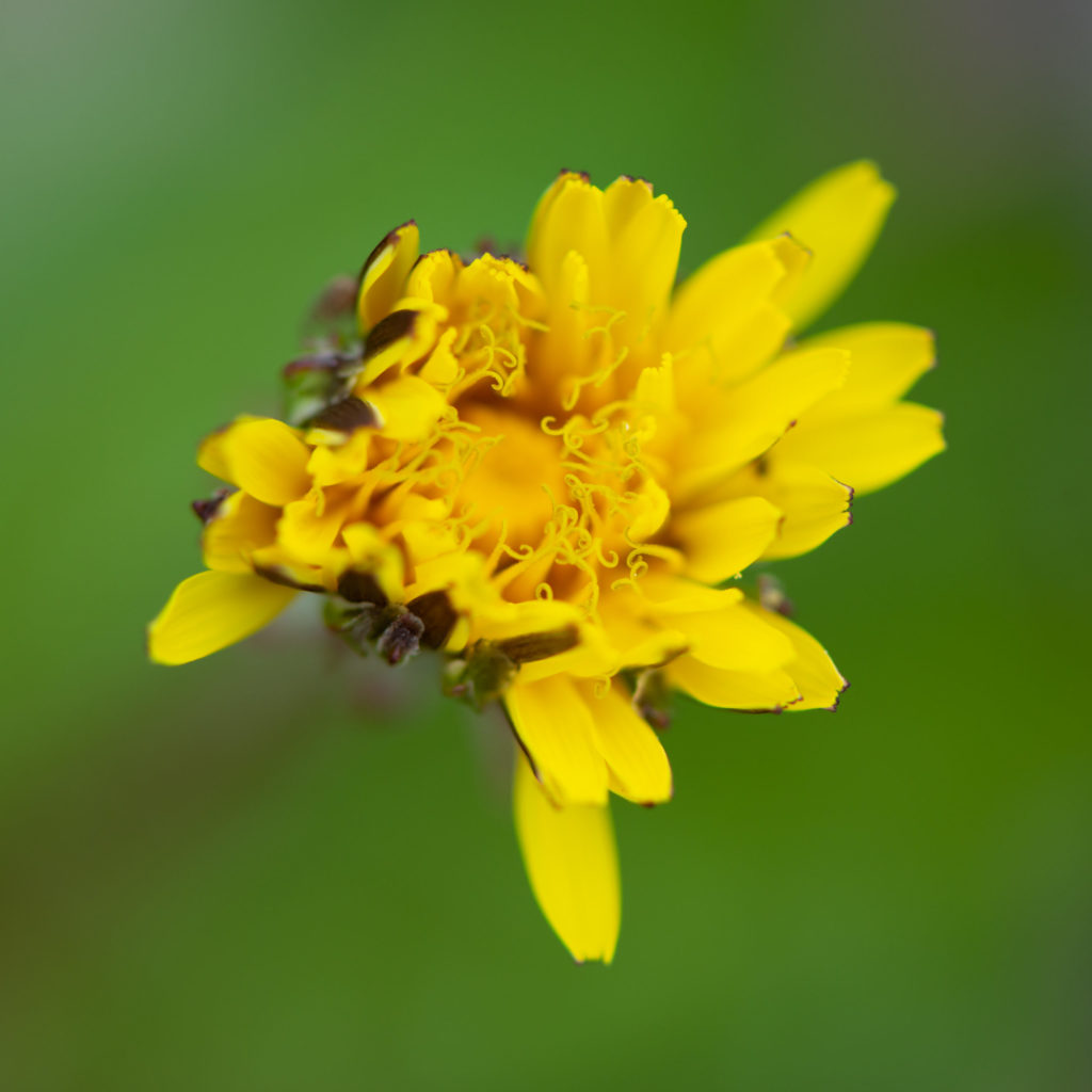 Lucille_Galleli-Floral _2020_8980-2