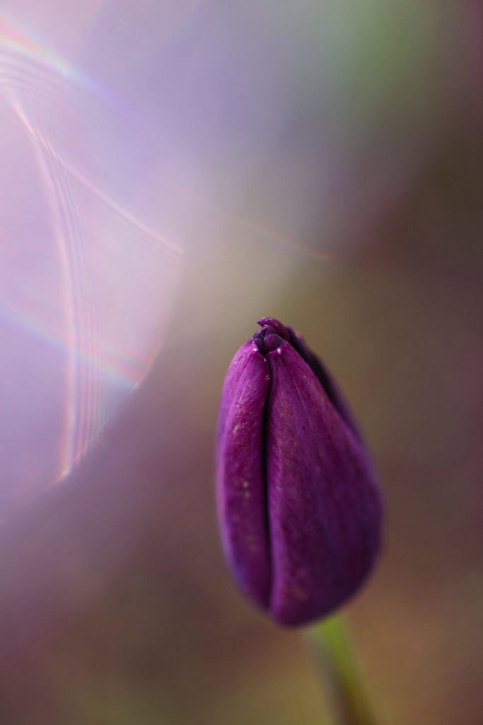 Lucille_Galleli-Floral _2020_9682