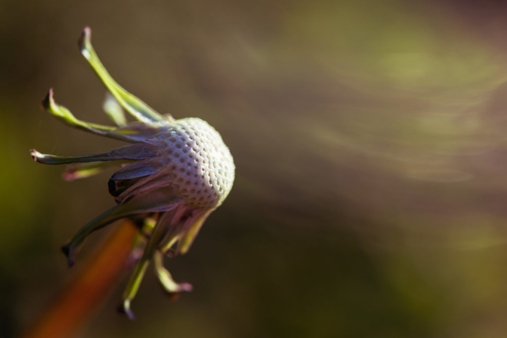 Lucille_Galleli-Floral _2020_9832