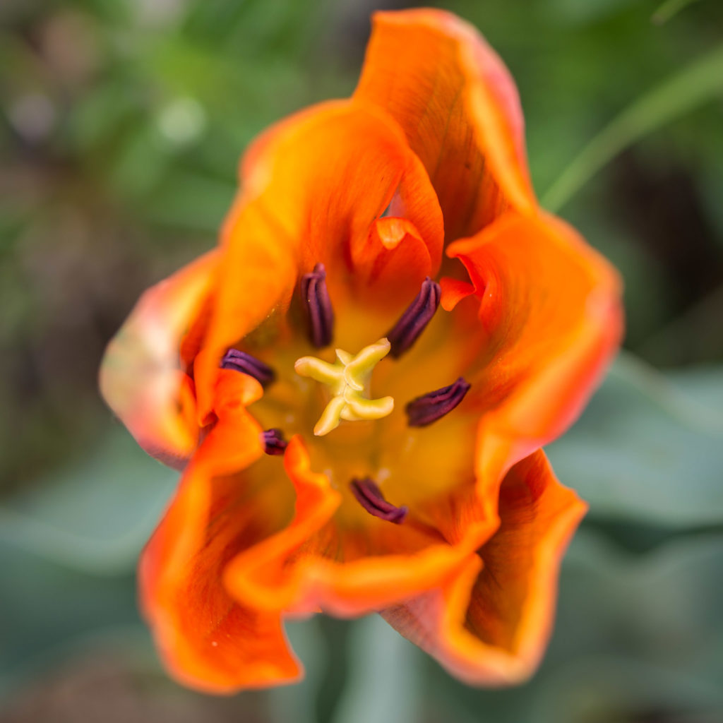 Lucille_Macro-6645-2