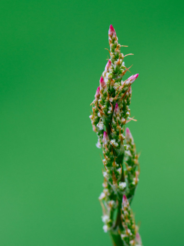 Lucille_Macro-7767-2