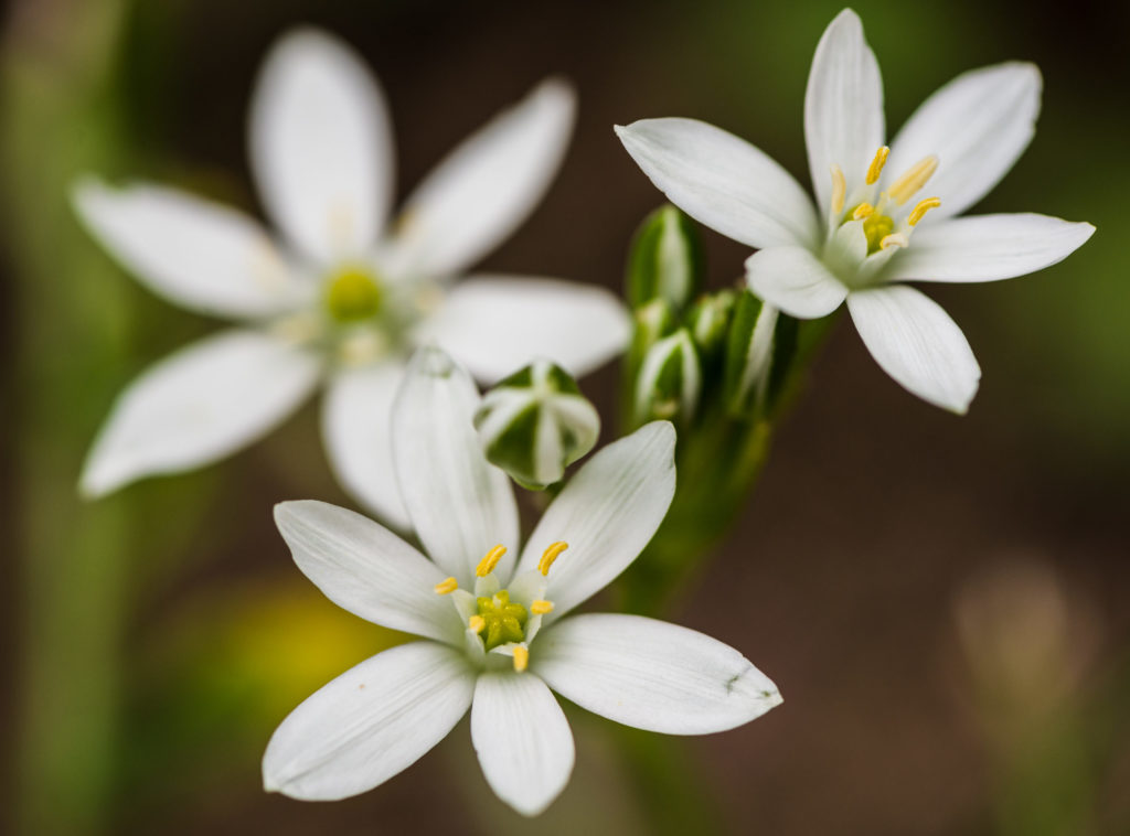 Lucille_Macro-9670-2